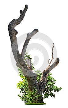 Cut out tree trunk. Pruned tree surrounded with green foliage photo