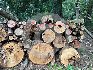 Cut-out tree trunks for making firewood