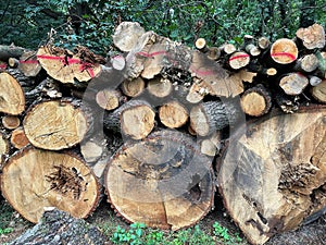 Cut-out tree trunks for making firewood