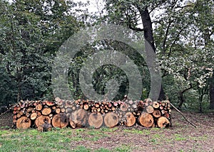 Cut-out tree trunks for making firewood