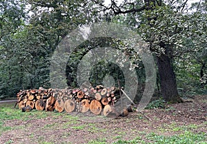 Cut-out tree trunks for making firewood