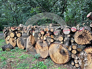 Cut-out tree trunks for making firewood
