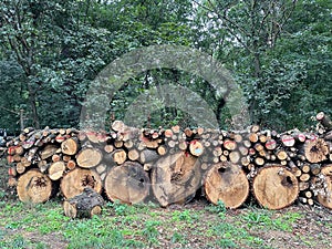 Cut-out tree trunks for making firewood