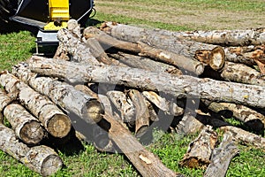 Cut out tree trunks