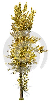 Cut out Tree. Yellow tree in fall isolated