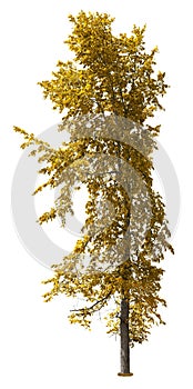 Cut out Tree. Yellow tree in fall isolated