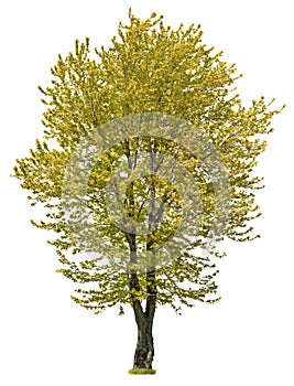 Cut out Tree. Yellow tree in fall isolated