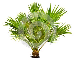 Cut out tropical plant. Exotic plant isolated
