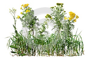 Cut out wild plant. Yellow wildflowers and grass