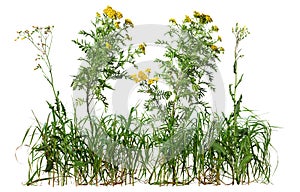 Cut out wild plant. Yellow wildflowers and grass