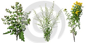 Cut out wild plants. Thistle and wildflowers