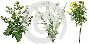 Cut out wild plants. Thistle and wildflowers