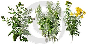 Cut out wild plants. Thistle and wildflowers photo