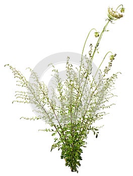 Cut out wild plants. Wildflower isolated