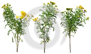 Cut out wild plants. Yellow wildflowers