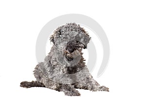 Cut out of young grey poodle dog with teddy cut