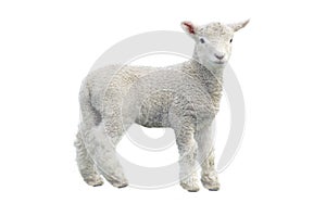 Cut out of young sheep isolated on white background photo