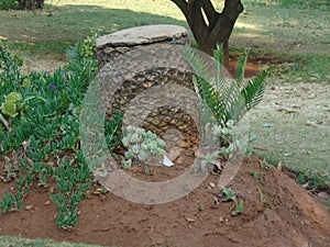 Cut palm tree become a tabouret