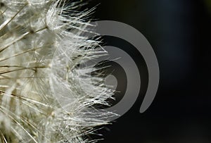 Cut part of a dandelion in full splendour against the light with lots of dark copy space