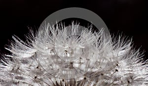 Cut part of a dandelion in full splendour against the light with lots of dark copy space, narrow DOF