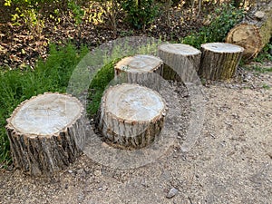 Cut pieces of tree trunk