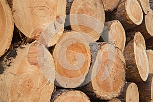 Cut pine logs in forest