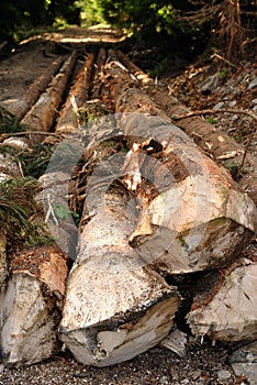 Cut pine logs in forest