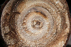A cut of a pine tree trunk with tree rings, traces of the larvae of the pest beetle wood