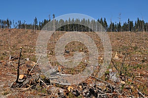A cut radiata pine plantation area with forest photo