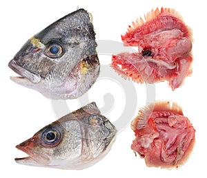 Cut raw heads and gills of groupers Dorado and Seabass fis