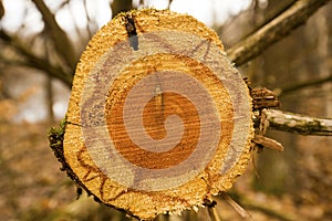 Cut red cedar log reveals red heartwood in Glastonbury Connecticut