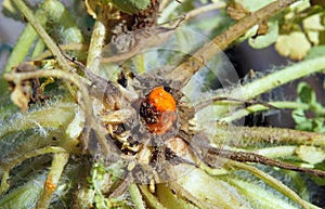 Chelidonium majus latex photo
