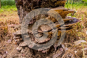 The cut roots of the tree