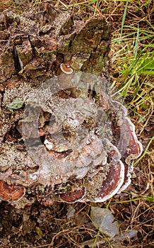 The cut roots of the tree