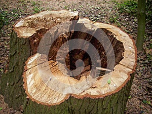 Cut rotten tree stump
