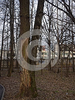 Cut and saw trees for construction