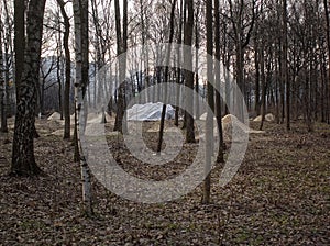 Cut and saw trees for construction