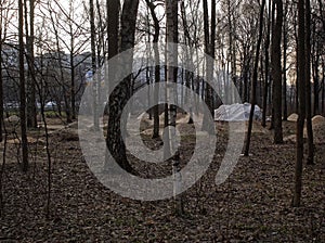 Cut and saw trees for construction