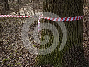 Cut and saw trees for construction