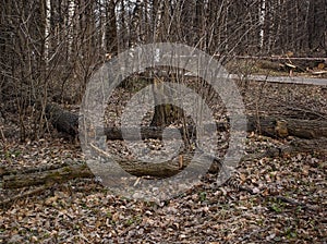 Cut and saw trees for construction