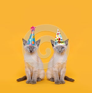 Cut Siamese Party Cats Wearing Birthday Hats