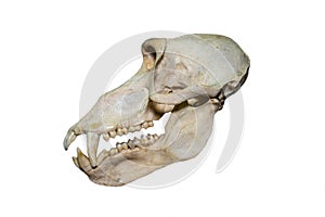 The cut of the skull of a Bear baboon Latin Papio ursinus of gray color is isolated on a white background.