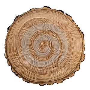 Cut, slice, section of tree wood isolated on a white background.  Macro shot of a cut tree with annual rings. Stump, trunk of an