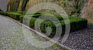 cut squares of flowerbed edging in a historic garden made of boxwood