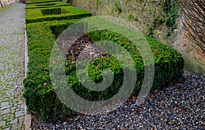 cut squares of flowerbed edging in a historic garden made of boxwood