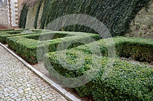 Cut squares of flowerbed edging in a historic garden made of boxwood hedges. courtyard of the castle along the cobblestone path ro