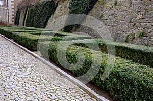 Cut squares of flowerbed edging in a historic garden made of boxwood hedges. courtyard of the castle along the cobblestone path ro