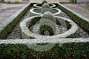 Cut squares of flowerbed edging in a historic garden made of boxwood hedges. courtyard of the castle along the cobblestone path ro