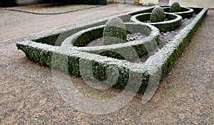 Cut squares of flowerbed edging in a historic garden made of boxwood hedges. courtyard of the castle along the cobblestone path ro