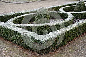 Cut squares of flowerbed edging in a historic garden made of boxwood hedges. courtyard of the castle along the cobblestone path ro